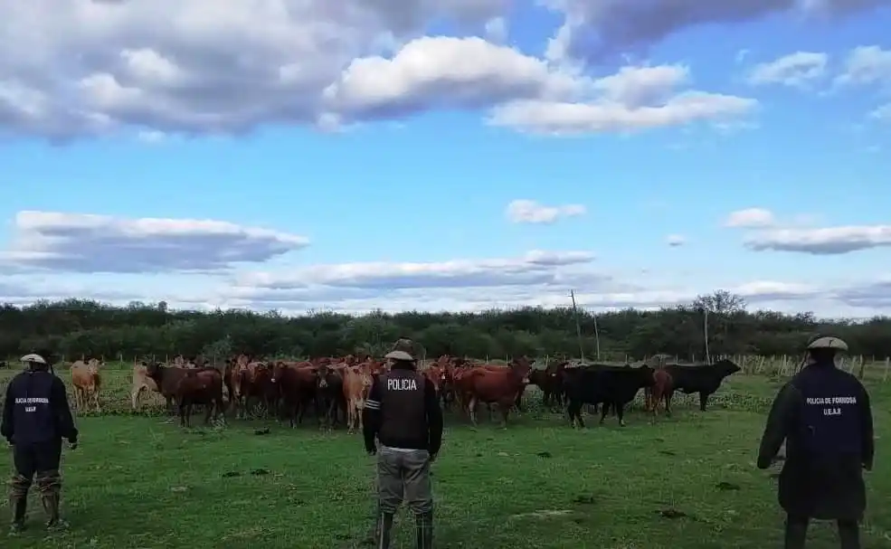 Secuestran 39 vacas que abigeos pretendían trasladar al Paraguay