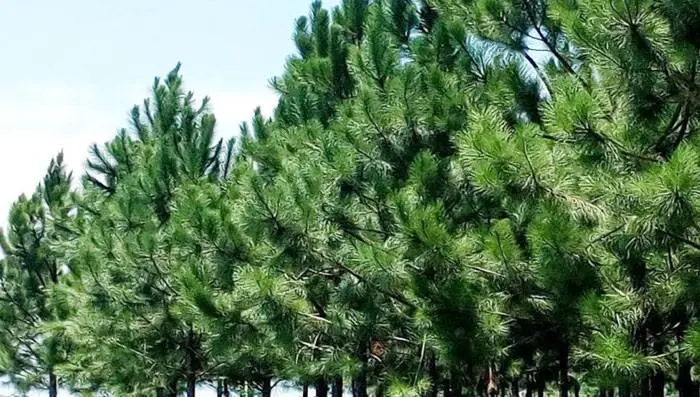 Entregan 13 millones de pesos a productores forestales para la plantación u otra labor