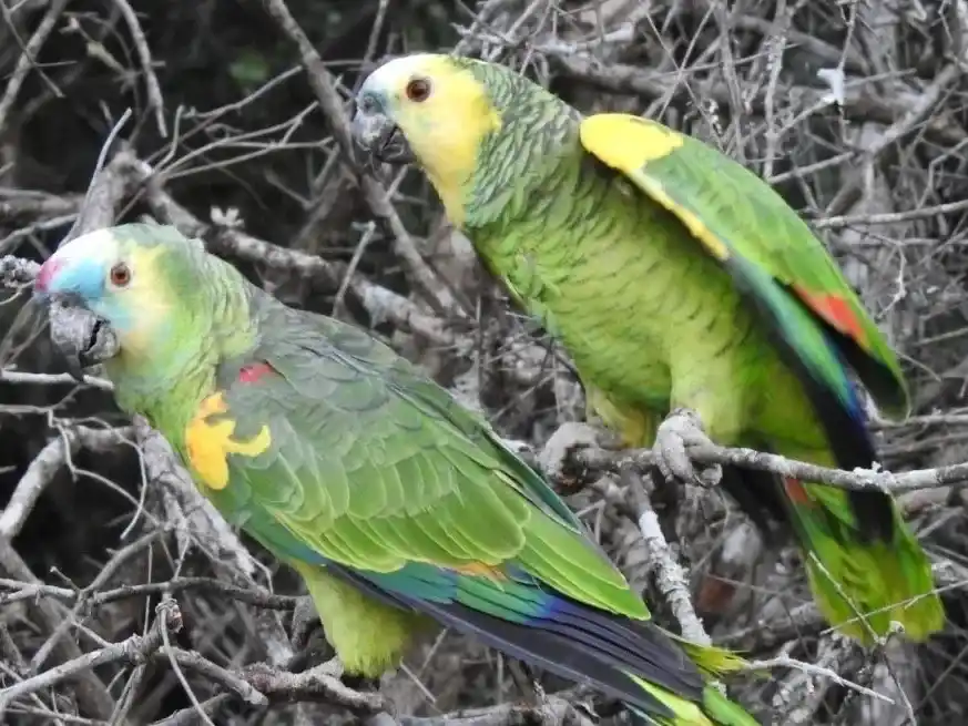 En lo que va de 2026 se notificaron 78 casos de psitacosis en la provincia.
