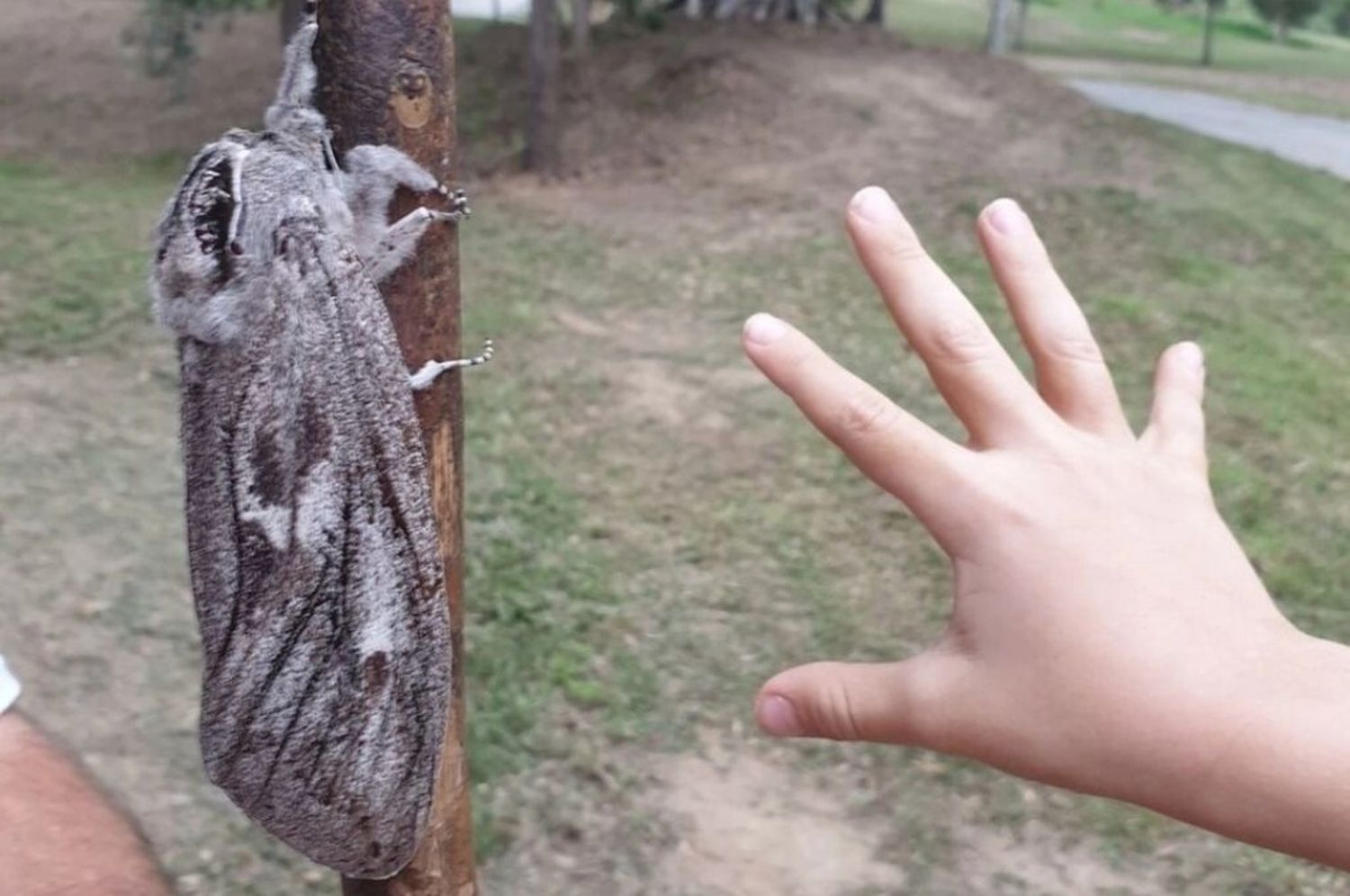 Impresionante: descubren una polilla gigante en Australia