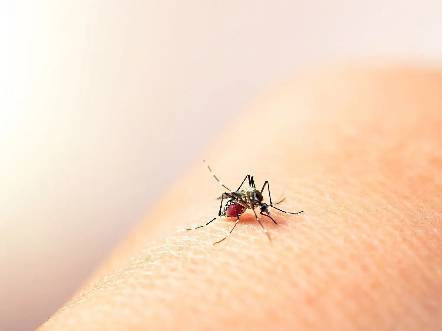 Junín confirmó dos casos de Dengue pero negaron que haya circulación local