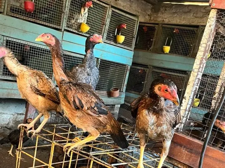 Allanaron una casa por droga y se toparon una sorpresa... Encontraron 26 gallos de riña y un ring de pelea