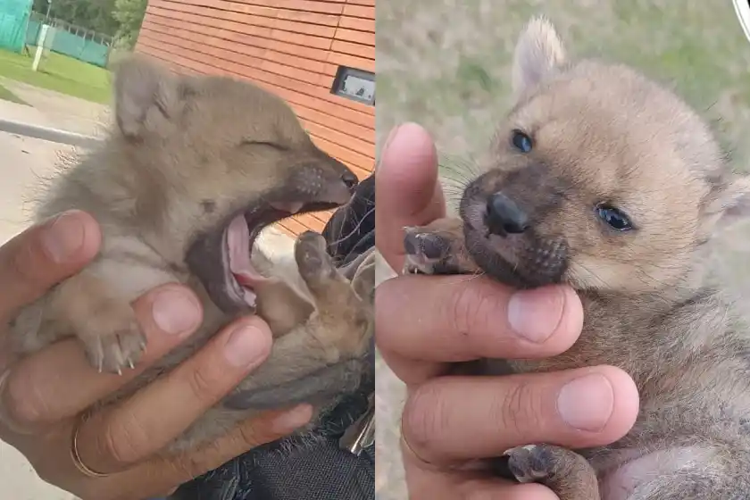 Rescataron un cachorro de zorro perdido en Funes y lo devolvieron a su madre
