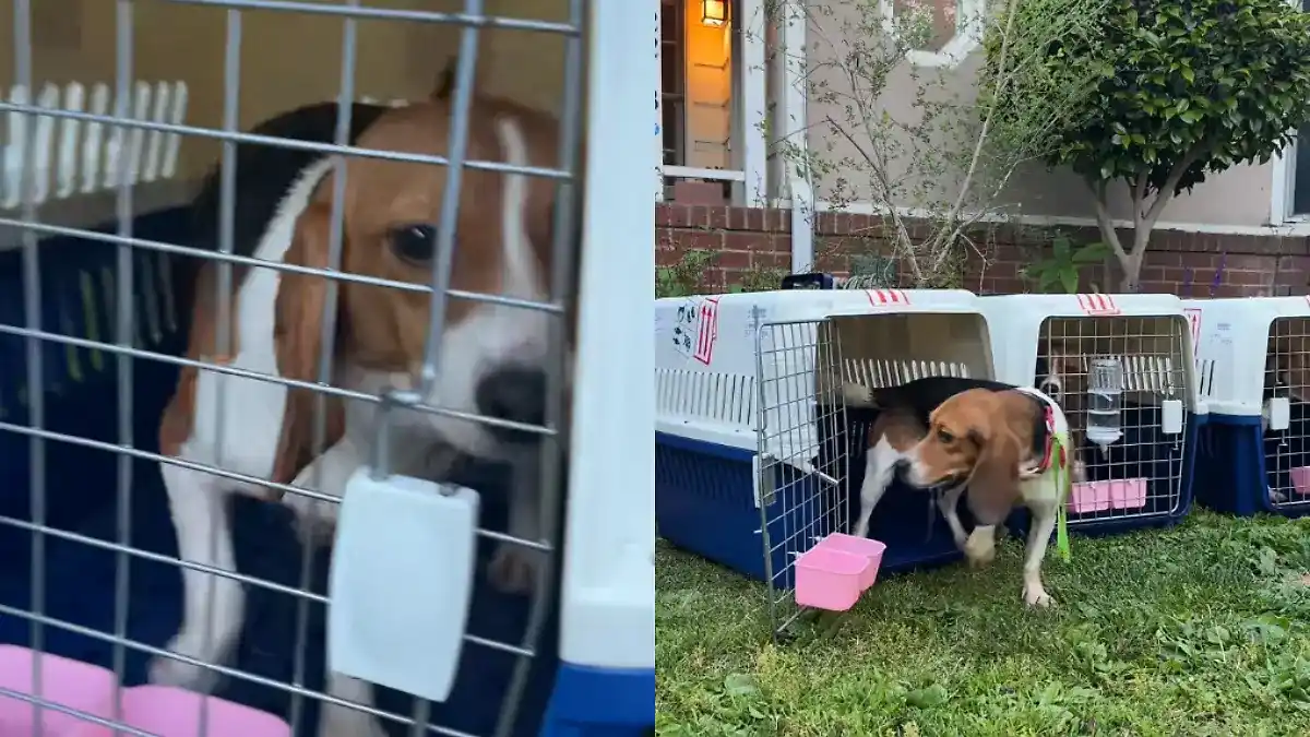 Unos 30 perros de la raza Beagle fueron rescatados de un laboratorio.