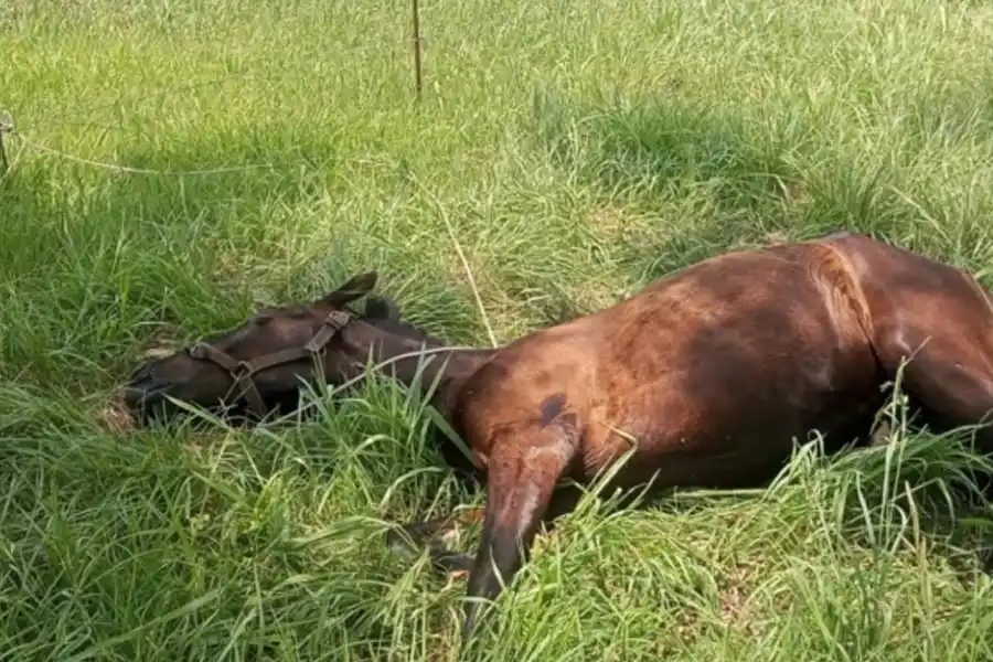 Rescataron a un caballo atado, tirado y sin agua: imputarán al dueño por maltrato animal