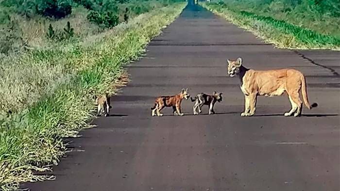 Una muestra de esperanza tras incendios: avistaron una puma con sus cachorros