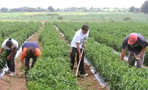 EN PELIGRO LAS COSECHAS por falsificación de agroquímicos y déficit de fertilizantes