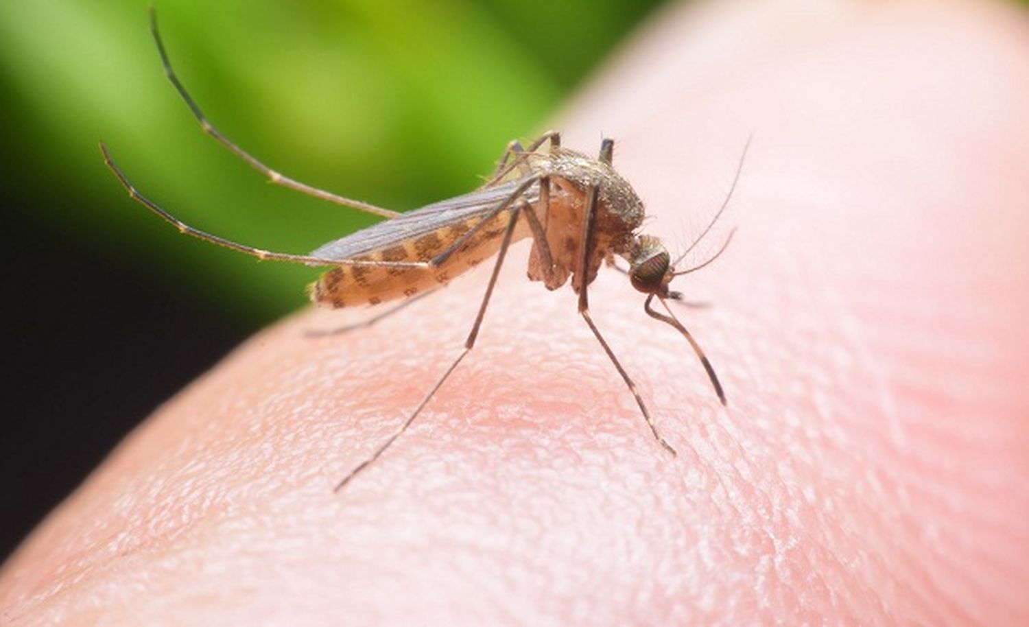 Enemigos íntimos: el mosquito como vector de enfermedades