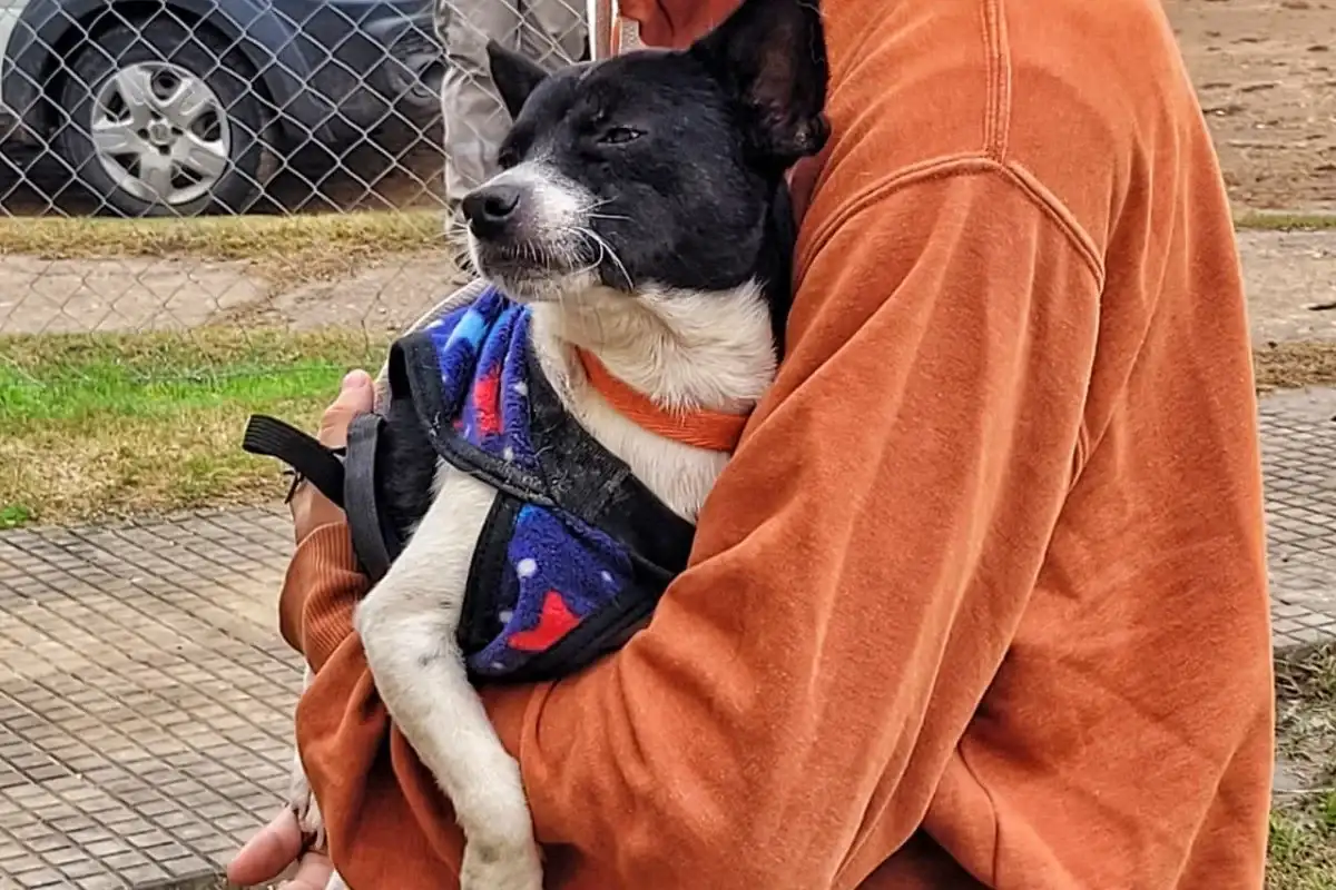 Desde Veterinaria Municipal realizaron 2.565 castraciones gratuitas de perros y gatos en lo que va del año