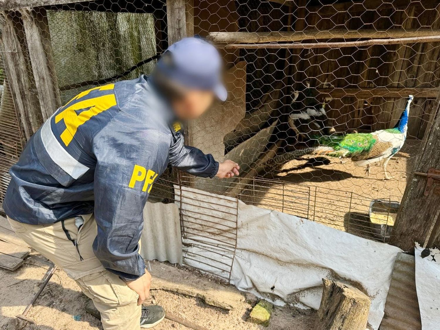 Rescataron aves exóticas capturadas ilegalmente para su comercialización