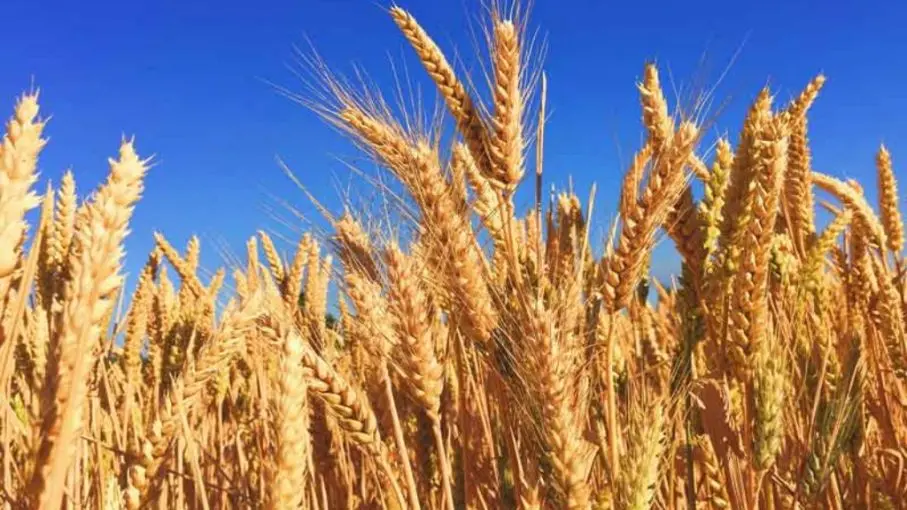 El Gobierno oficializó la creación del Fondo Estabilizador del Trigo Argentino