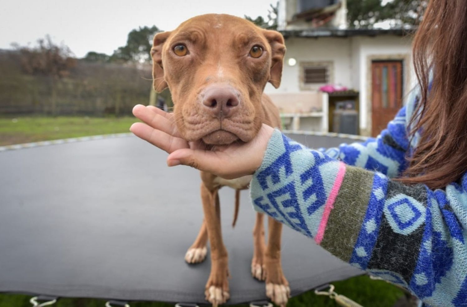 En lo que va del año, 120 animales en estado de abandono y desnutrición fueron rescatados en Mar del Plata