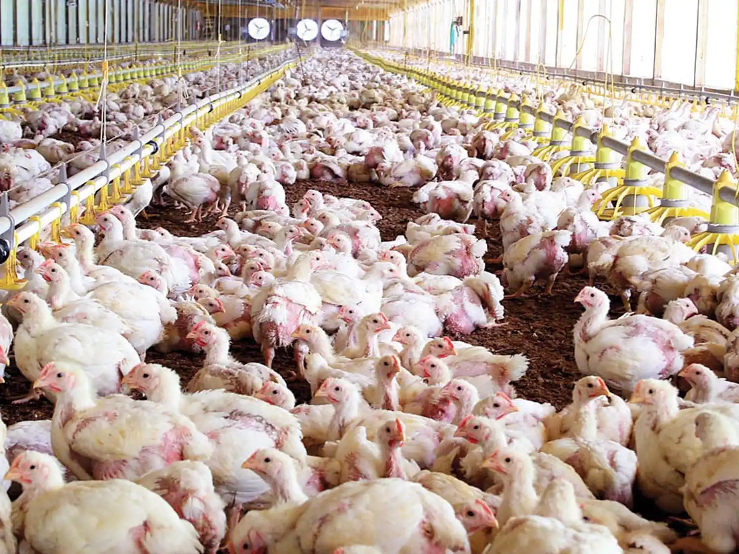 China vuelve a comprar pollo y habilitó la importación de frutos secos de la Argentina