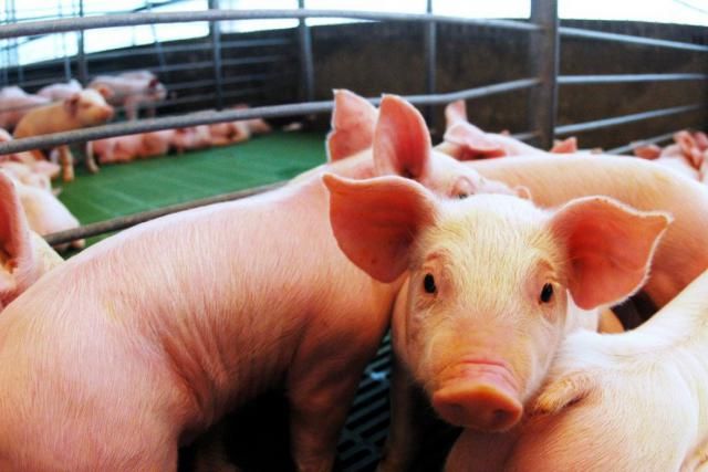 Mercado porcino: buenas perspectivas y China como nuevo horizonte de exportación
