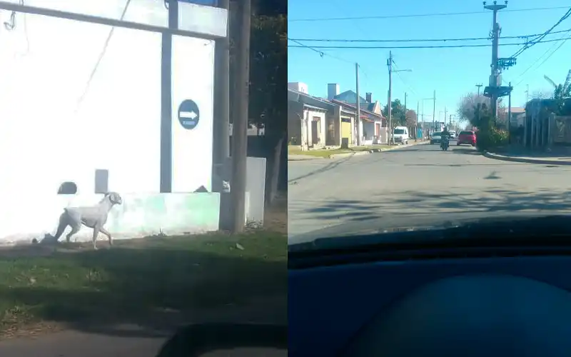 “El perro, el único que respeta el sentido de calle Beaumont”