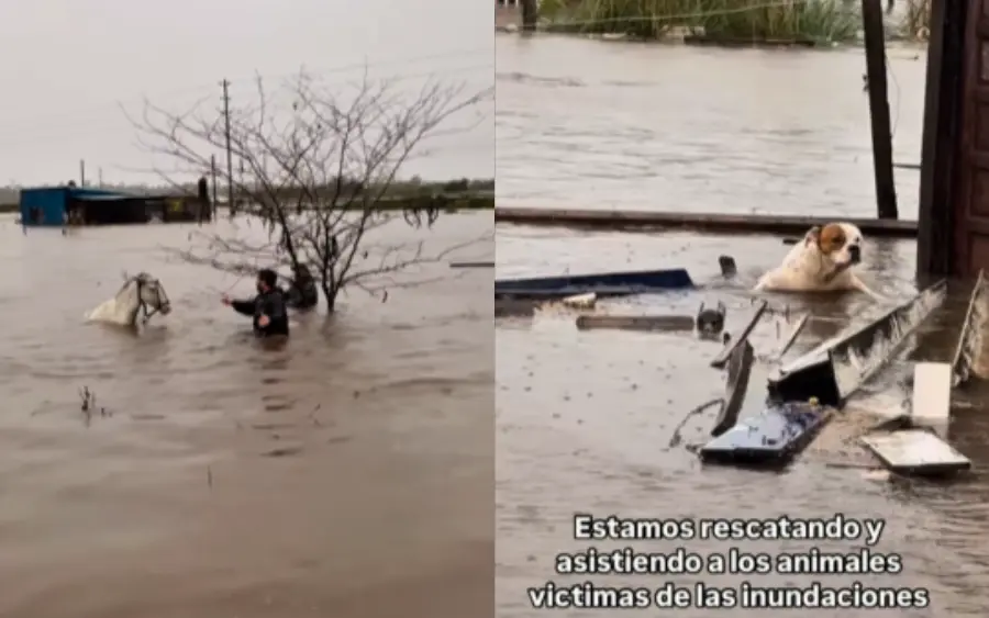 Inundaciones en Provincia: También salieron al rescate de los amigos de cuatro patas