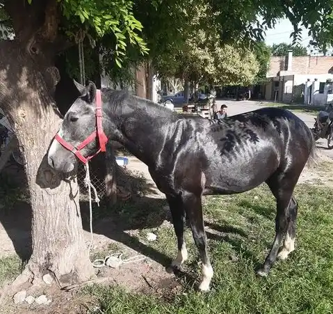 Nico busca a “Tordillo negro”