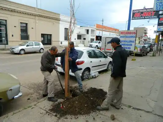 Comenzaron a plantar 250 lapachos amarillos sobre Avenida Del Valle