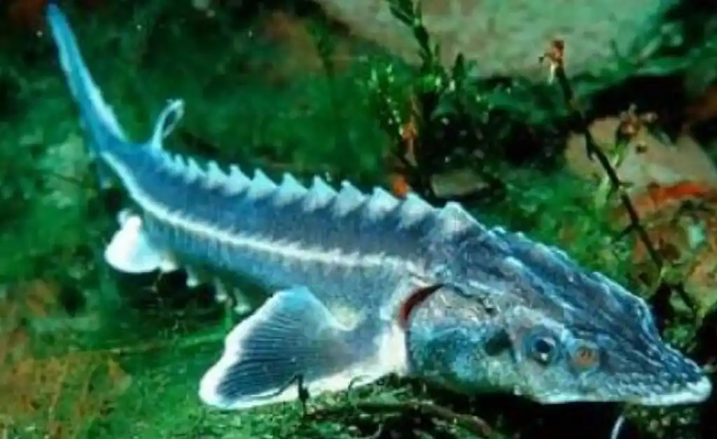 Pesca sintética: los pescados del futuro serán impresos en 3D
