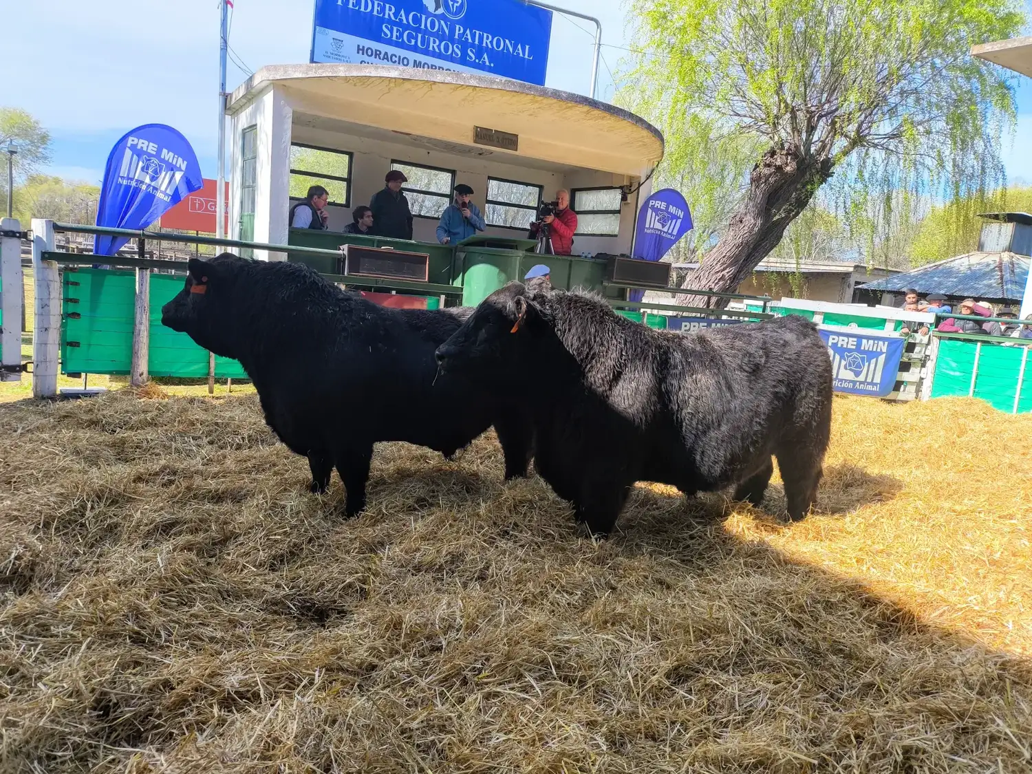 Los toros de Los Belchas brillaron en la pista de ventas.