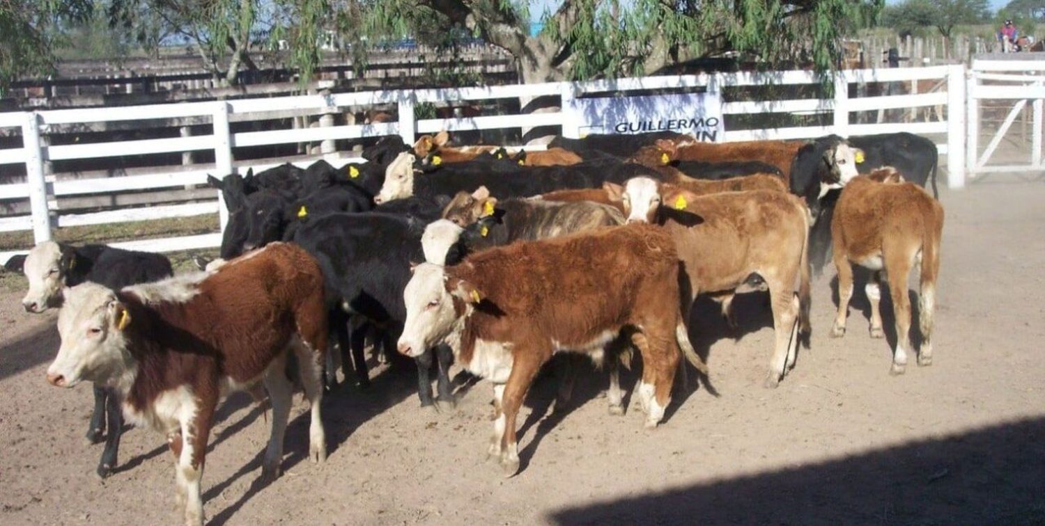 Cómo se mueve el precio de la carne vacuna en los años electorales