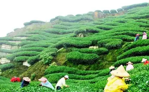 Día internacional del té