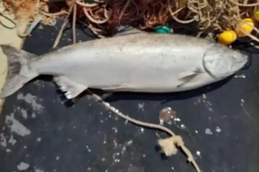 Río Paraná: expertos sorprendidos tras hallar dos peces de aguas heladas