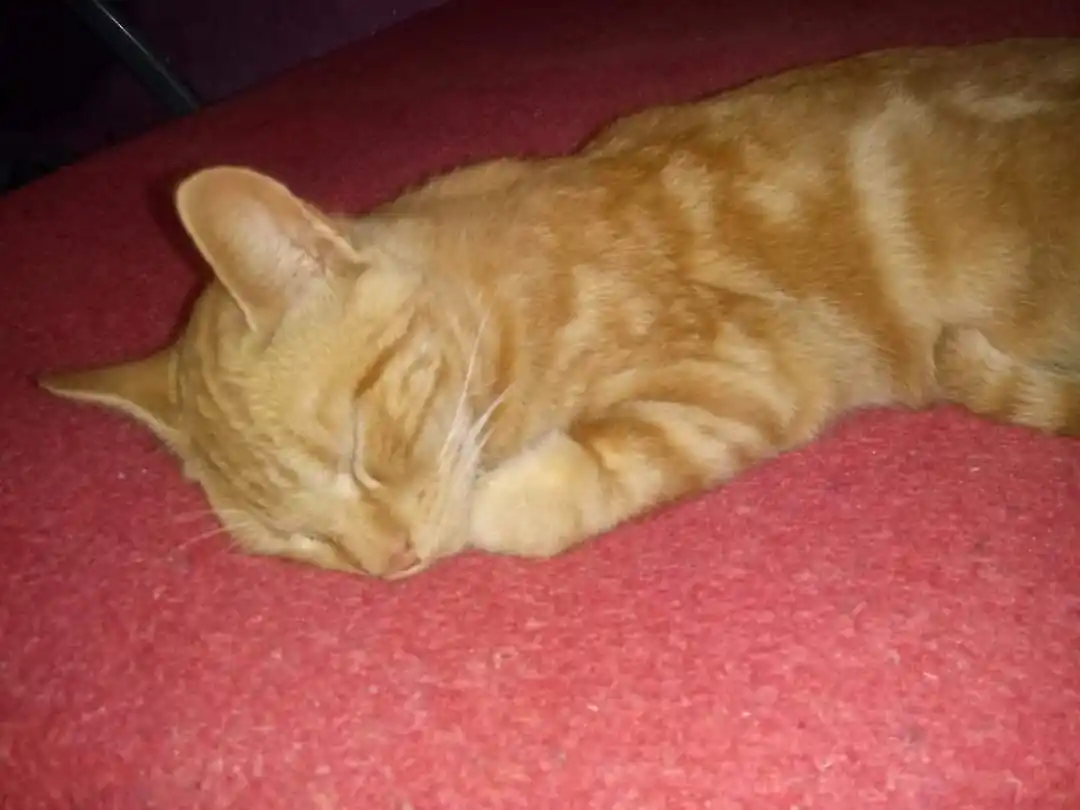 Buscan al gato José Luis