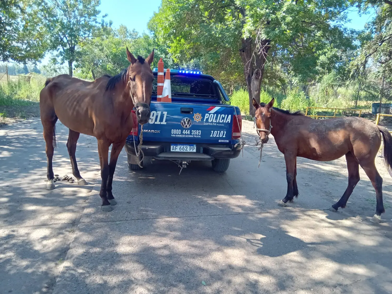 Secuestraron tres equinos sueltos en la provincia por omisión de custodia animal