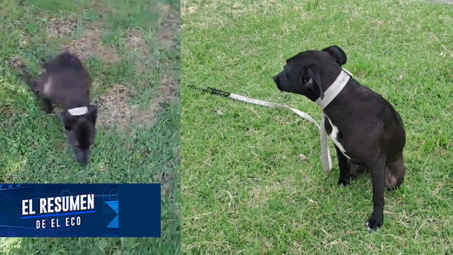 Abandonan a una cachorra paralítica en las puertas del Colegio de Veterinarios