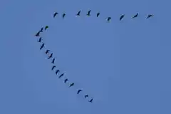 La observación de los pájaros