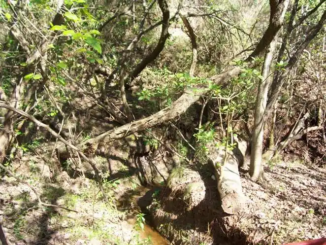 No se aplica el ordenamiento territorial de bosques nativos