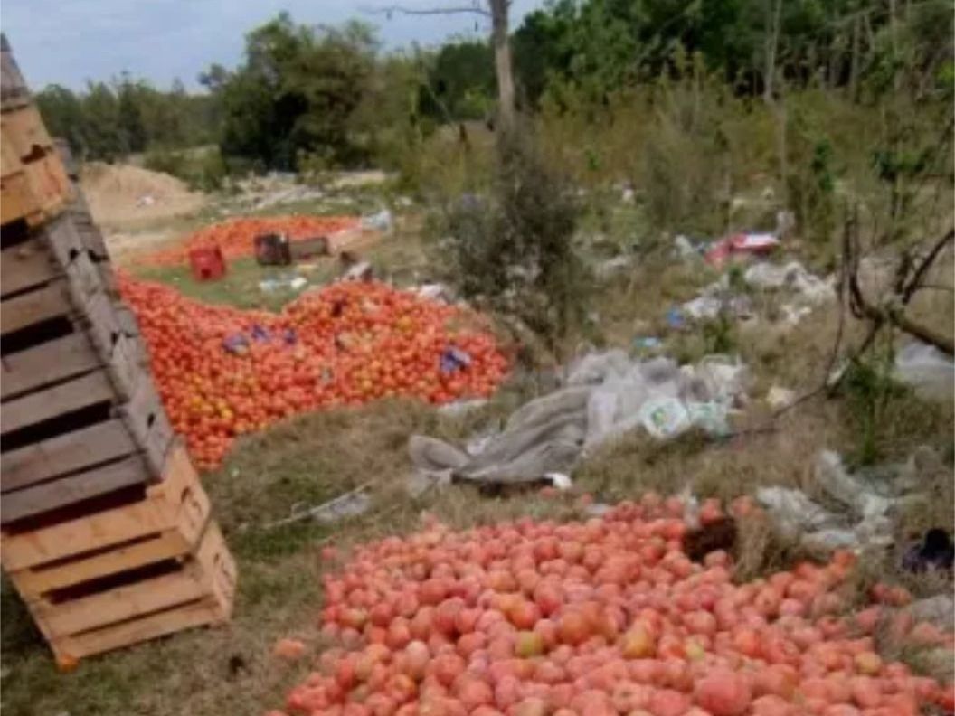 Crisis en Corrientes: productores de Goya tiran tomates y analizan abandonar la actividad