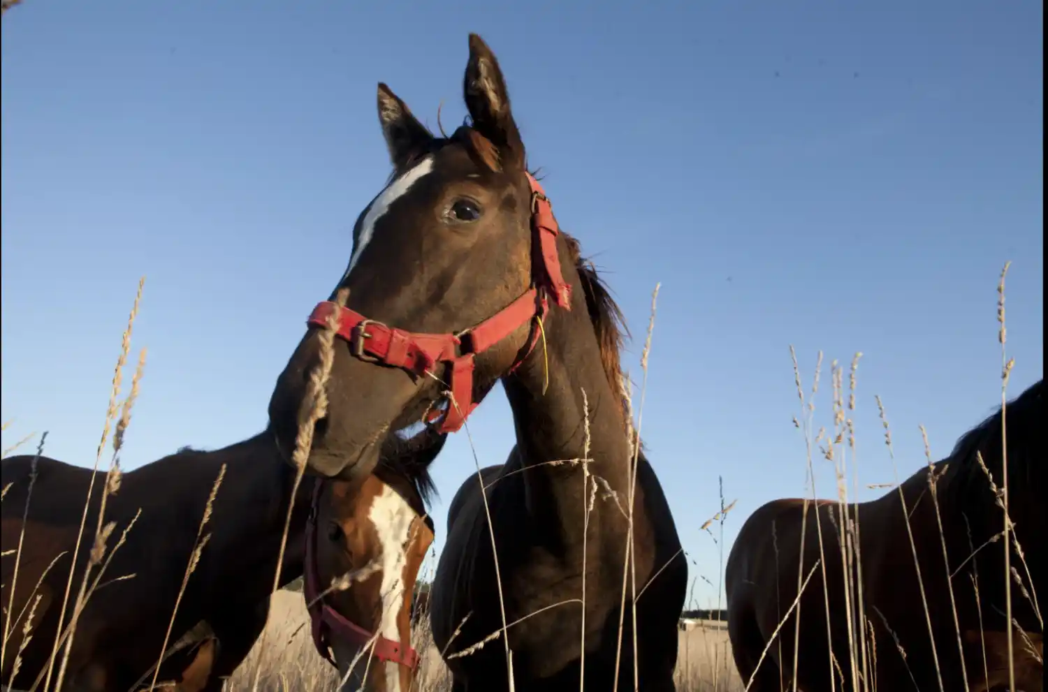 El Senasa lanzó pautas sanitarias para prevenir la encefalomielitis equina