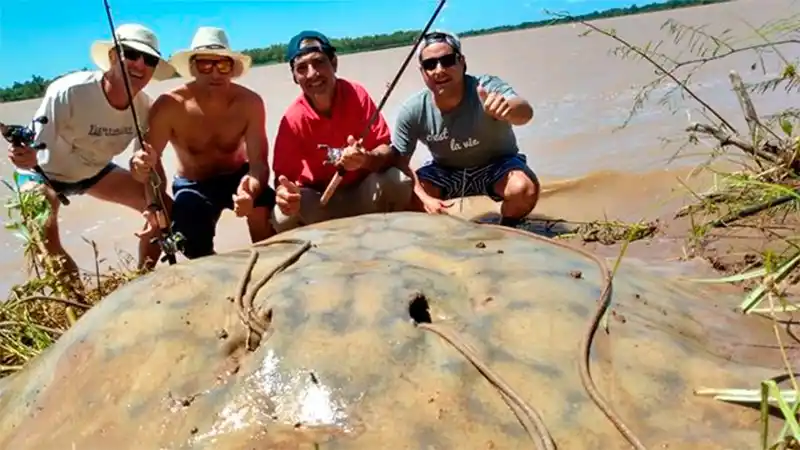 Pescaron una enorme raya de 160 kilos y la devolvieron al río