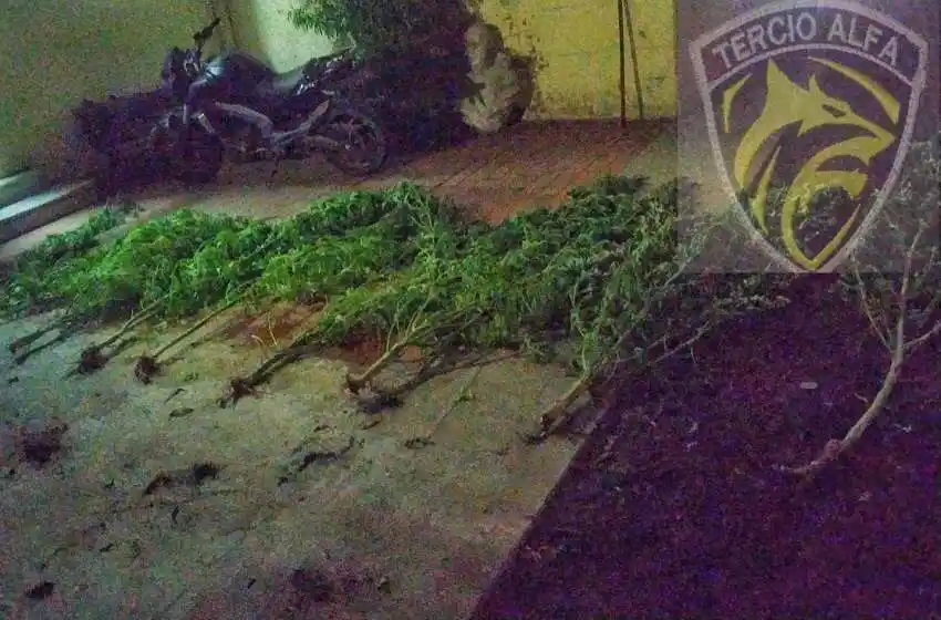 Fueron a una casa por amenazas y se encontraron con una plantación de marihuana