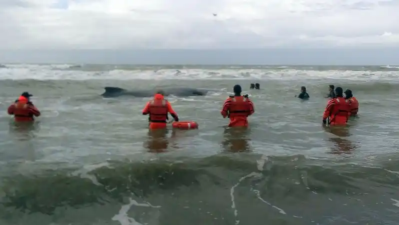Murió la ballena que rescataron en Mar del Tuyú