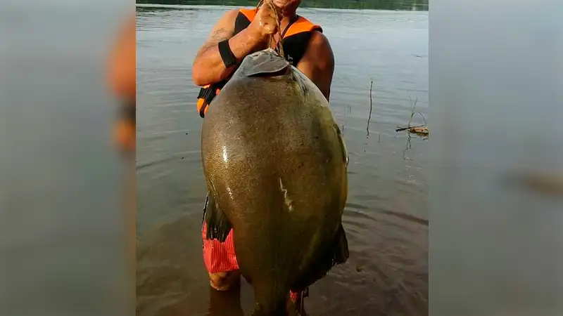 Pescaron un enorme pacú en el río Paraná: Pesó 26 kilos