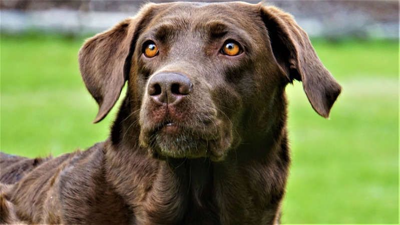 Coco, el primer perro tratado por alcoholismo