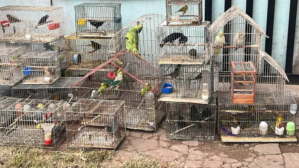 Vendían animales silvestres por redes sociales y los enviaban por encomienda a distintas provincias