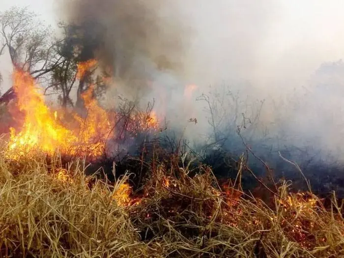 Incendios en el Delta del  Paraná