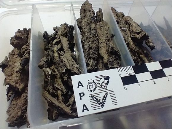 El Museo Paleontológico halló fragmentos de árboles “pertenecientes a la Edad Media”