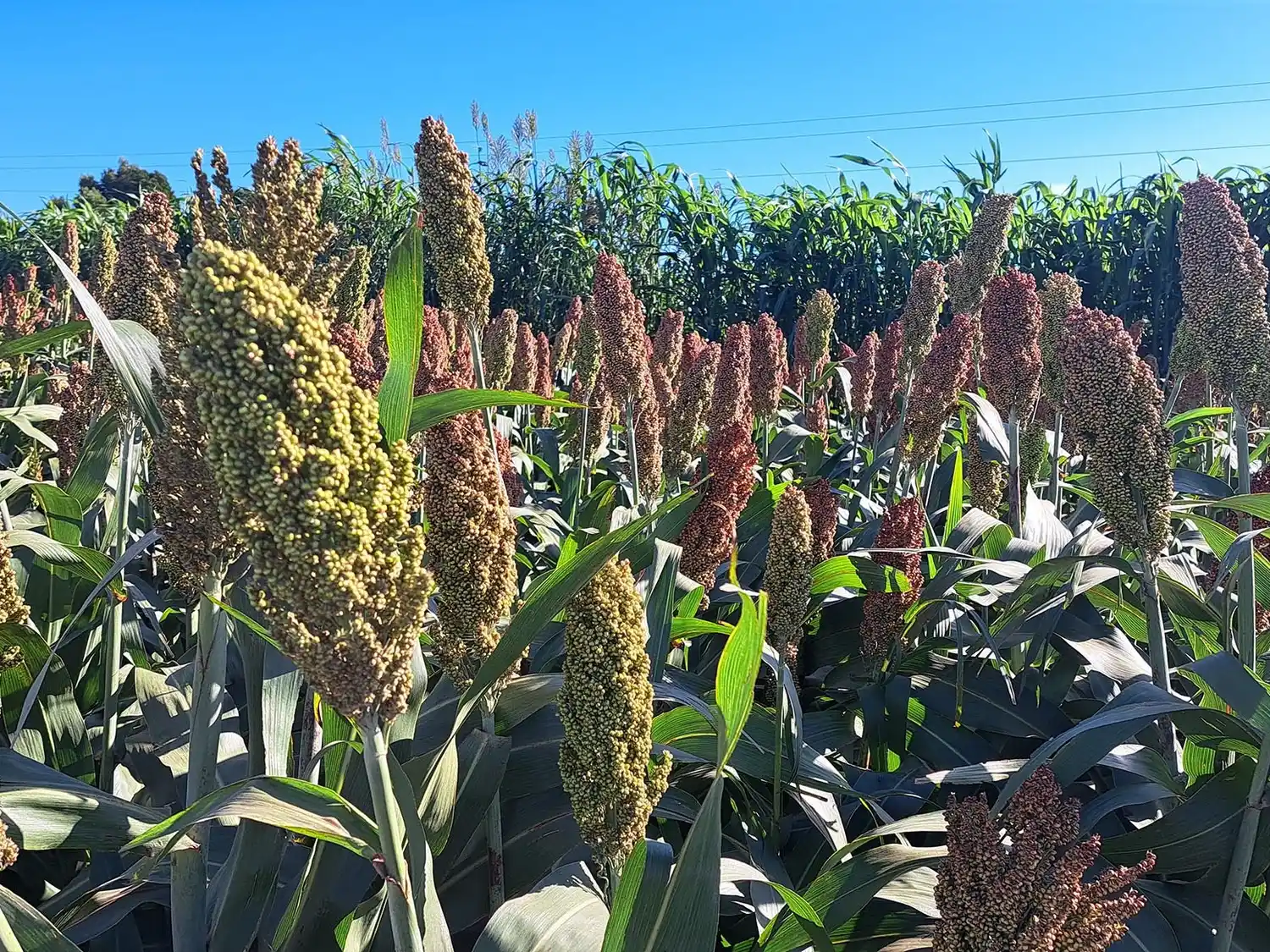 El sorgo recupera protagonismo: genética, manejo y tecnología para una producción eficiente y resiliente