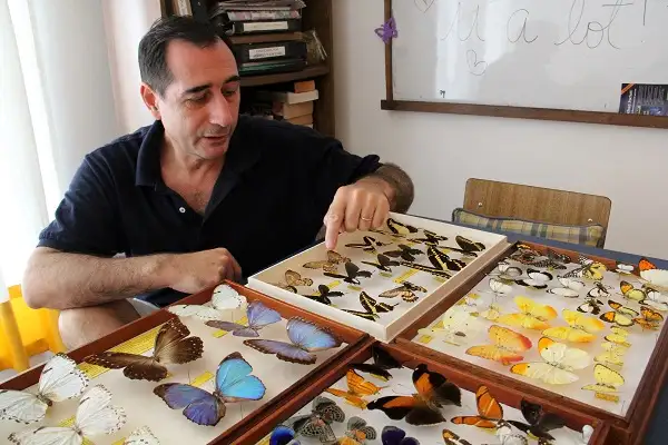 La vuelta de las mariposas a la ciudad: Un especialista explicó los motivos