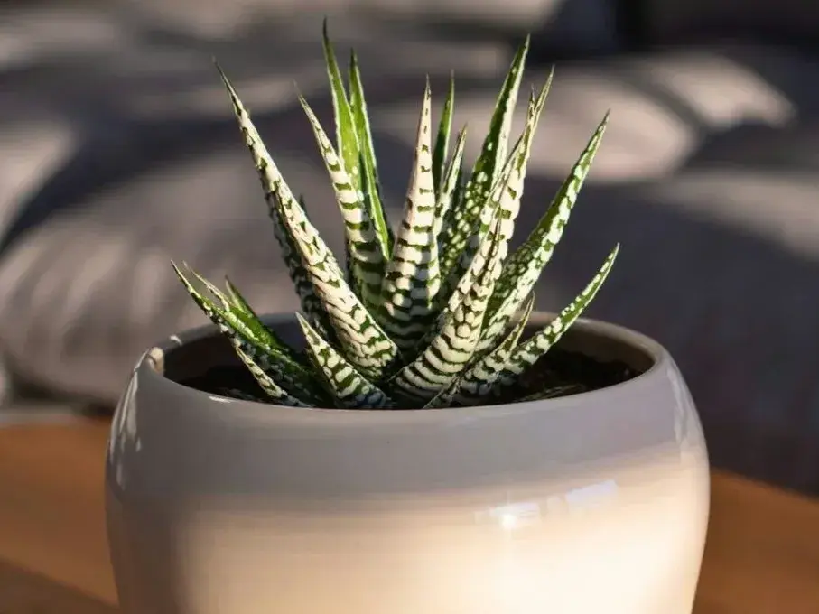 La planta cebra: una suculenta decorativa fácil de cuidar y reproducir