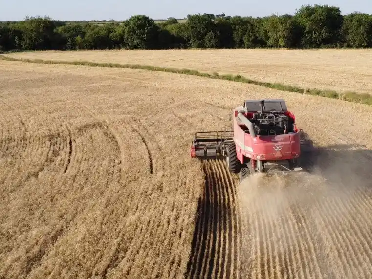 Trigo: relación con el costo de siembra y de flete