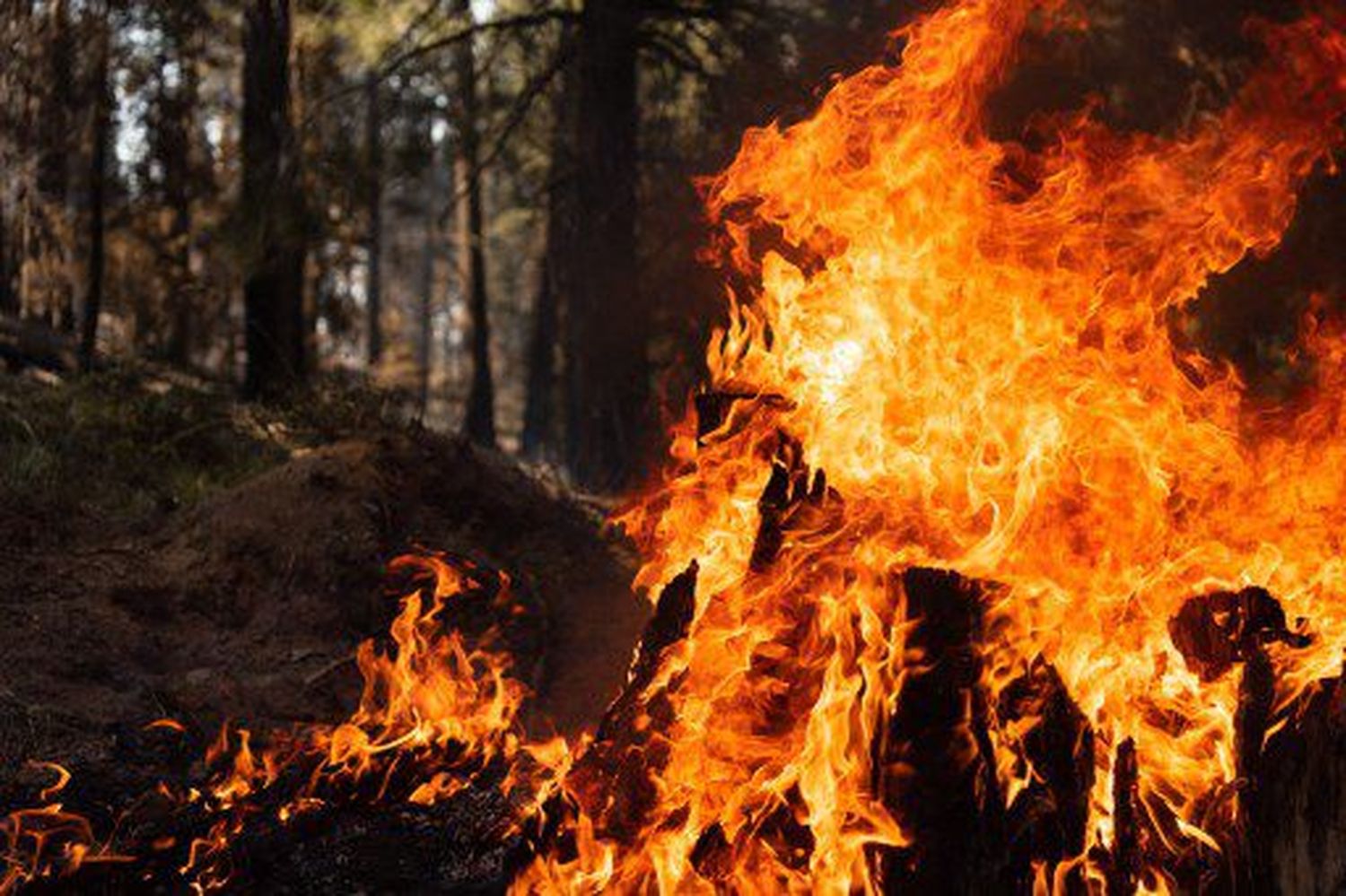 Arden los bosques: estas son las zonas más afectadas por los incendios que consumen Canadá y EE.UU.