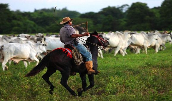 ¡TAN SOLO ATIENDEN EL 40%!  Sector ganadero enfrenta inseguridad personal y jurídica según Fedenaga