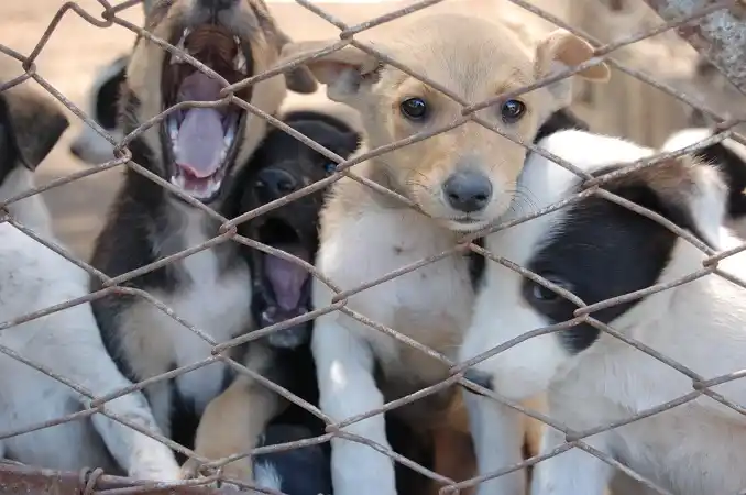 El Refugio de perros La Casita necesita materiales para mejorar sus instalaciones