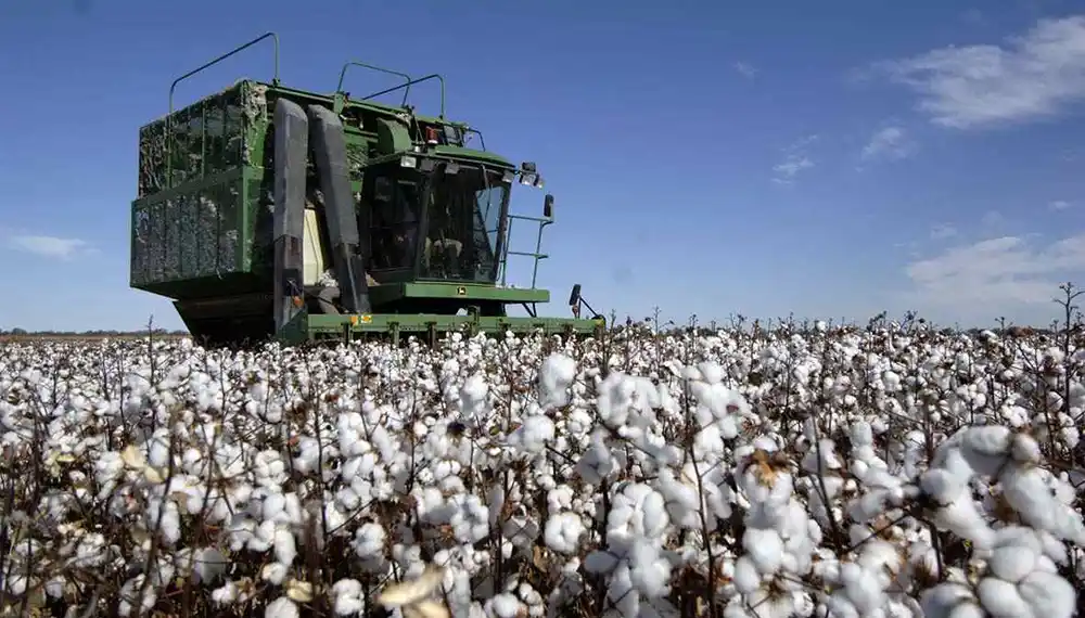 El Gobierno provincial fijó los precios de referencia para el algodón